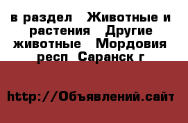  в раздел : Животные и растения » Другие животные . Мордовия респ.,Саранск г.
